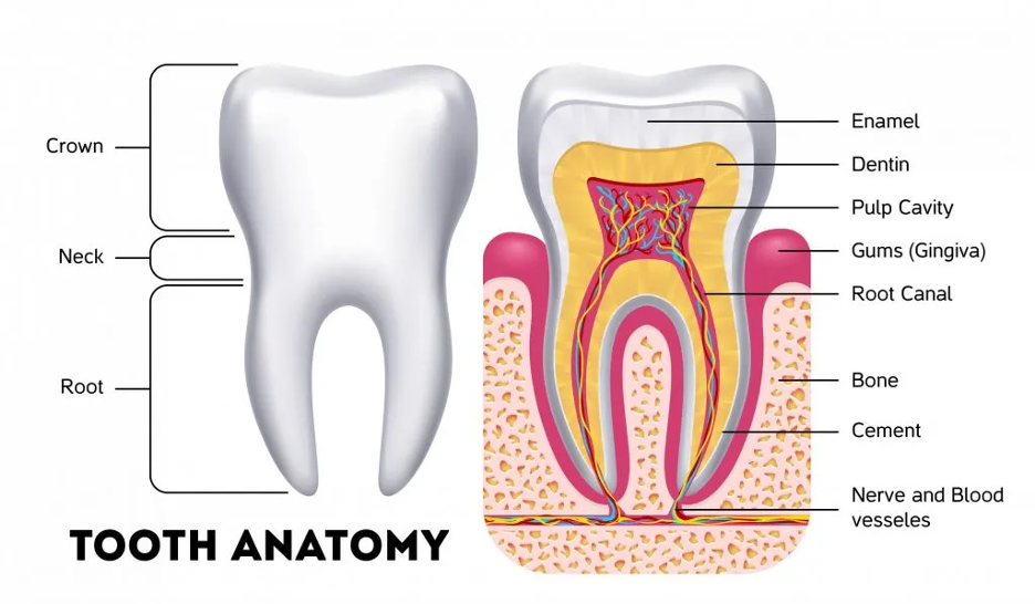 Exploring the Essential Role of Dentistry and It’s Allied Professions